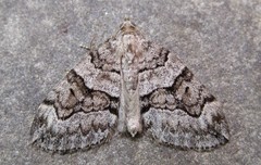 Thera contractata