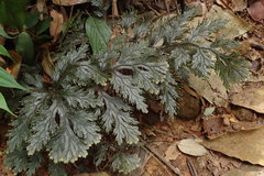 Selaginella intermedia