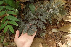 Selaginella intermedia