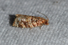 Argyrotaenia tabulana