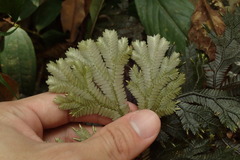 Selaginella intermedia