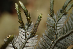 Selaginella intermedia