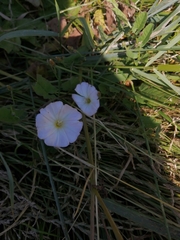 Convolvulus arvensis