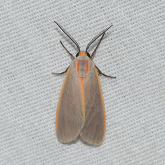 Pygarctia abdominalis