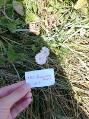 Convolvulus arvensis