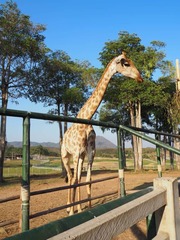 Giraffa
