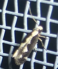 Agnippe prunifoliella