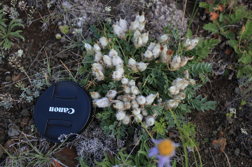 Image of Oxytropis intermedia by (c) Нурхайдарова Татьяна, some rights reserved (CC BY)