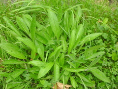 Centaurea nigra