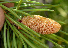 Picea smithiana