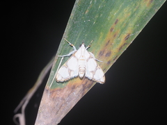 Cirrhochrista bracteolalis