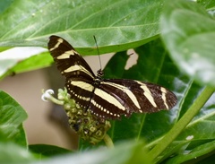 Heliconius charithonia ramsdeni
