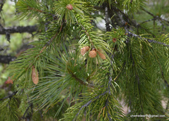 Picea smithiana