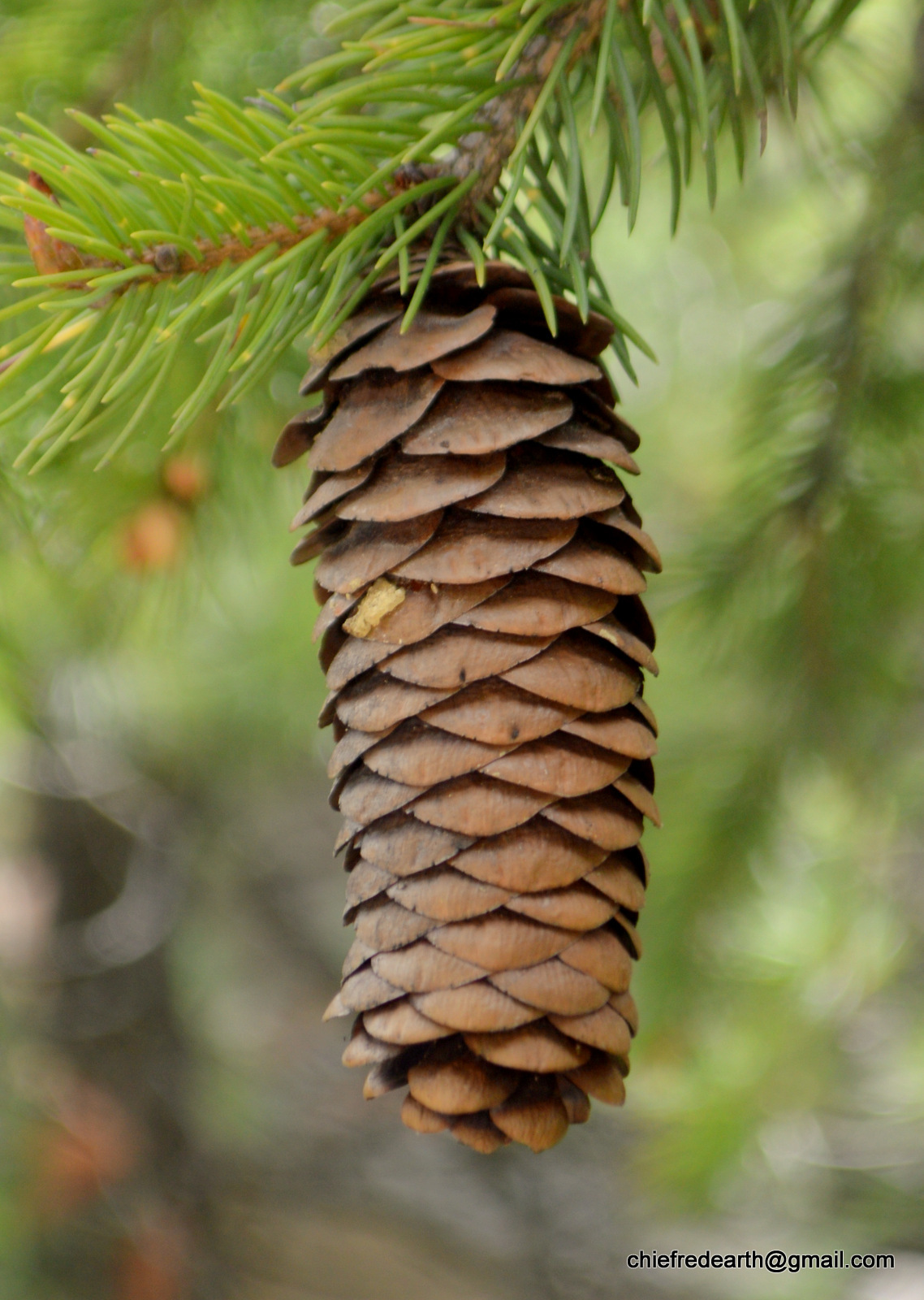 Picea smithiana