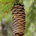 Picea smithiana - Photo (c) Chief RedEarth, vissa rättigheter förbehållna (CC BY-NC-ND), uppladdad av Chief RedEarth