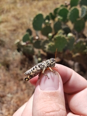 Agroecotettix modestus