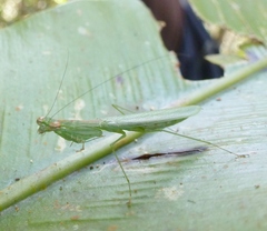 Negromantis