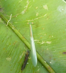 Negromantis