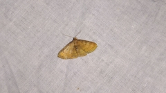 Camptogramma