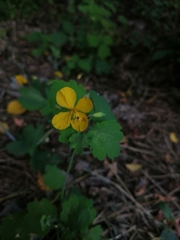 Chelidonium majus
