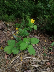 Chelidonium majus