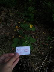 Chelidonium majus