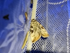 Eucarta virgo