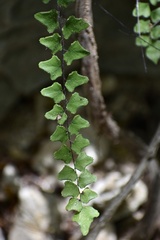 Adiantum deltoideum