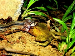 Andaman Keelback photo 4
