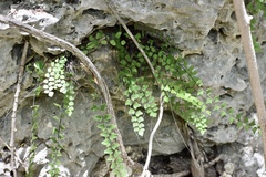 Adiantum deltoideum