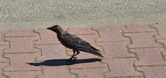 Corvus monedula