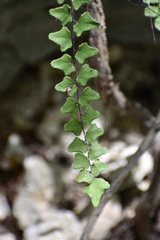 Adiantum deltoideum
