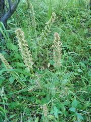 Pedicularis bracteosa
