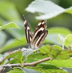 Neptis themis