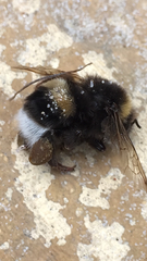 Bombus cryptarum