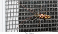 Monochamus marmorator