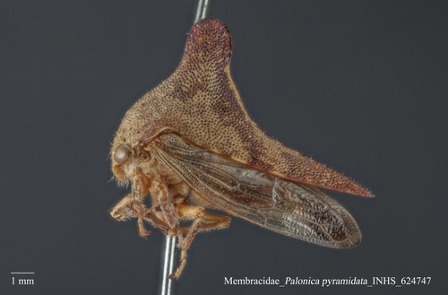 Palonica