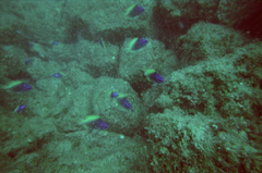 Chromis limbaughi