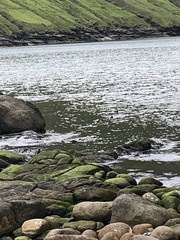 Somateria mollissima