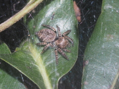 Carrhotus coronatus