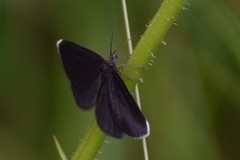 Odezia atrata