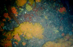 Tubastraea coccinea