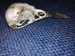 Nucifraga caryocatactes