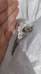 Nucifraga caryocatactes