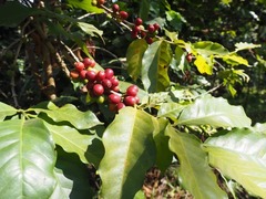 Coffea canephora