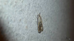 Catoptria verellus
