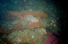 Cephalopholis colonus