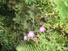 Centaurea nigra
