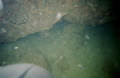 Gymnothorax castaneus