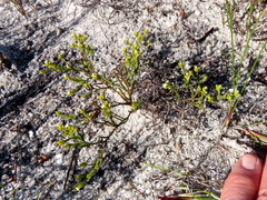 Thesium acuminatum